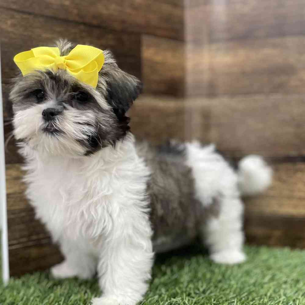 Female Malshi Puppy for Sale in Braintree, MA