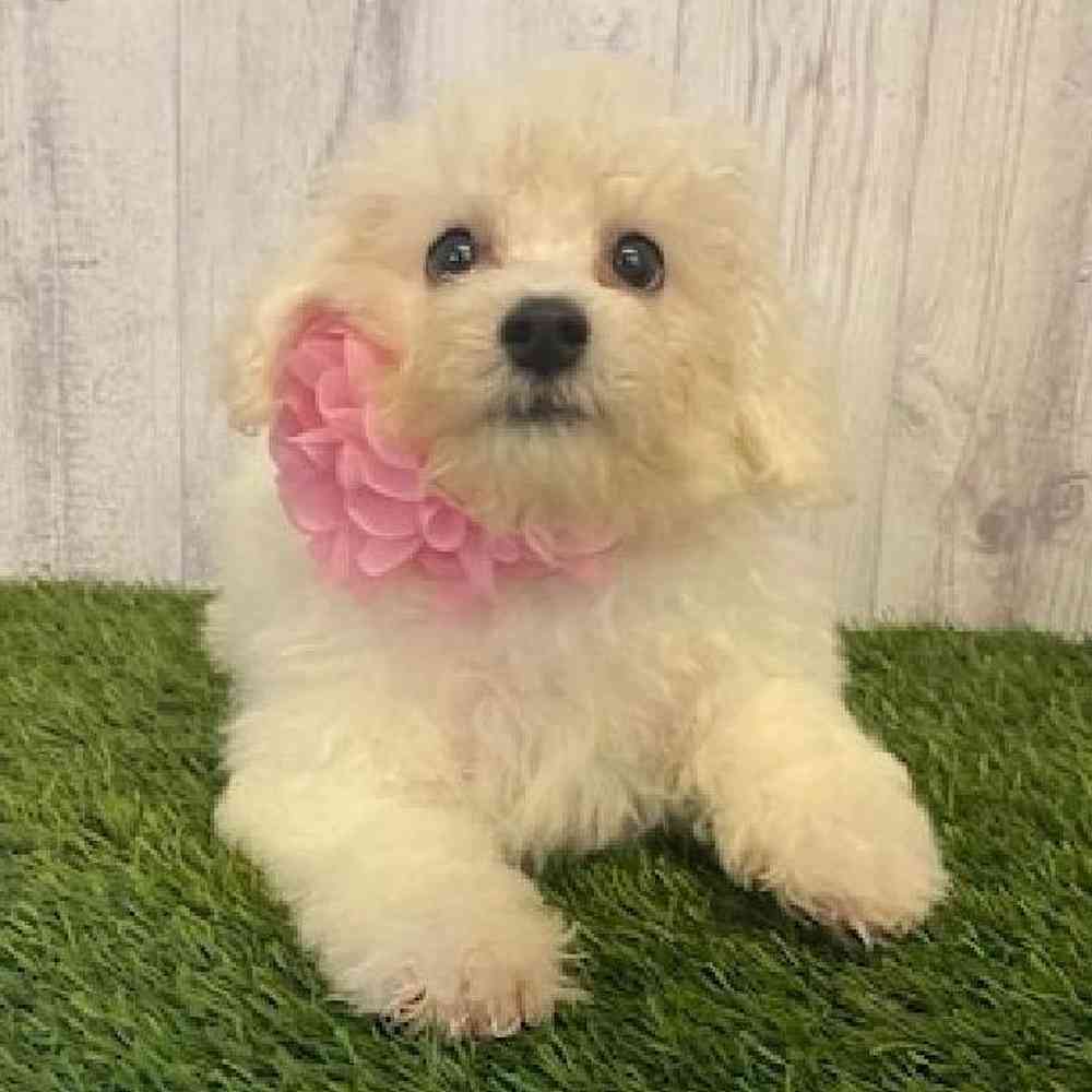 Female Bichon Frise Puppy for sale