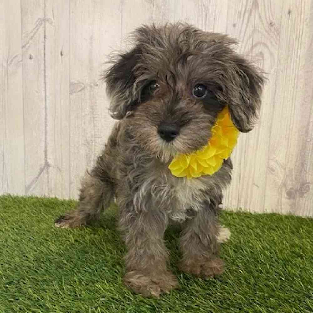 Female Schnoodle Puppy for sale