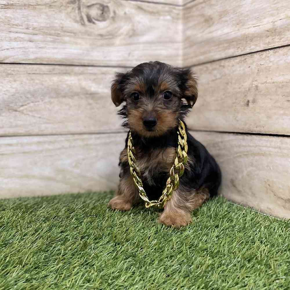 Male Chorkie Puppy for Sale in Braintree, MA