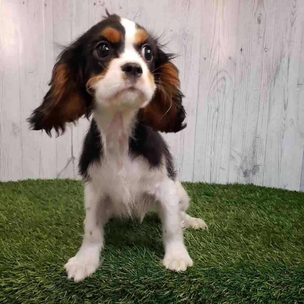 Male Cavalier King Charles Spaniel Puppy for sale