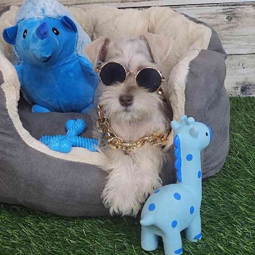Male Miniature Schnauzer Puppy for Sale in Saugus, MA