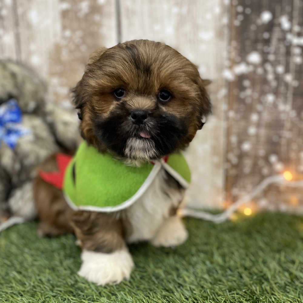 Male Lhasa Apso Puppy for Sale in Braintree, MA