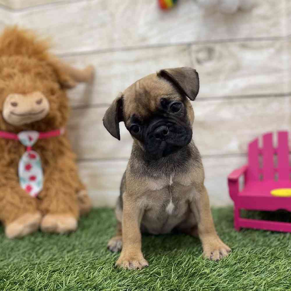 Female Frug Puppy for Sale in Braintree, MA