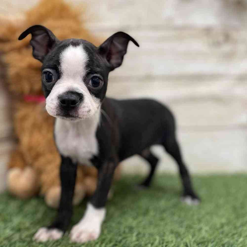 Male Boston Terrier Puppy for Sale in Braintree, MA