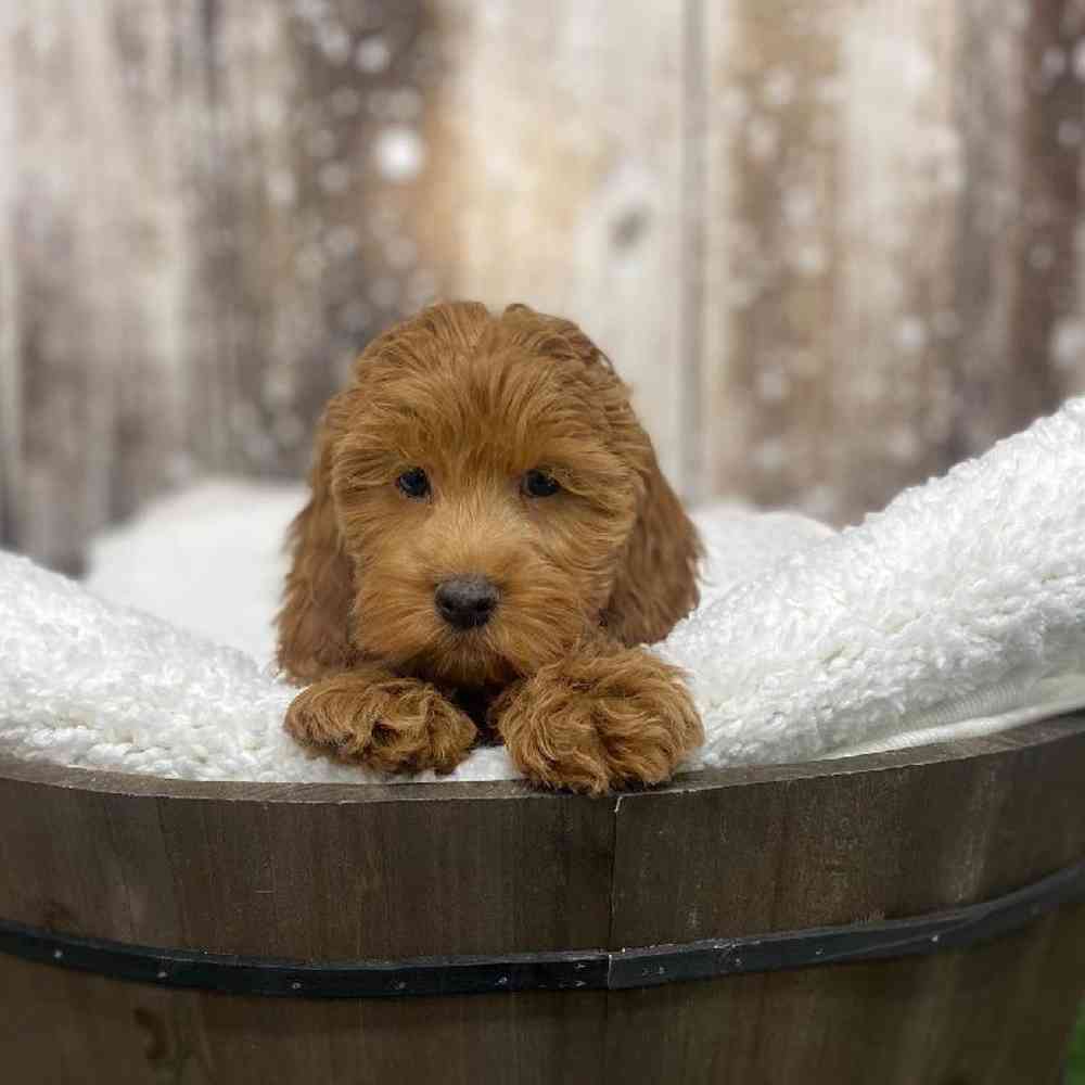 Male Cockapoo Puppy for Sale in Saugus, MA