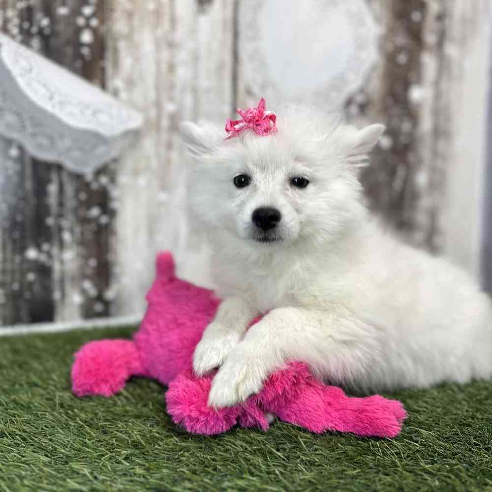 Female American Eskimo Puppy for Sale in Saugus, MA