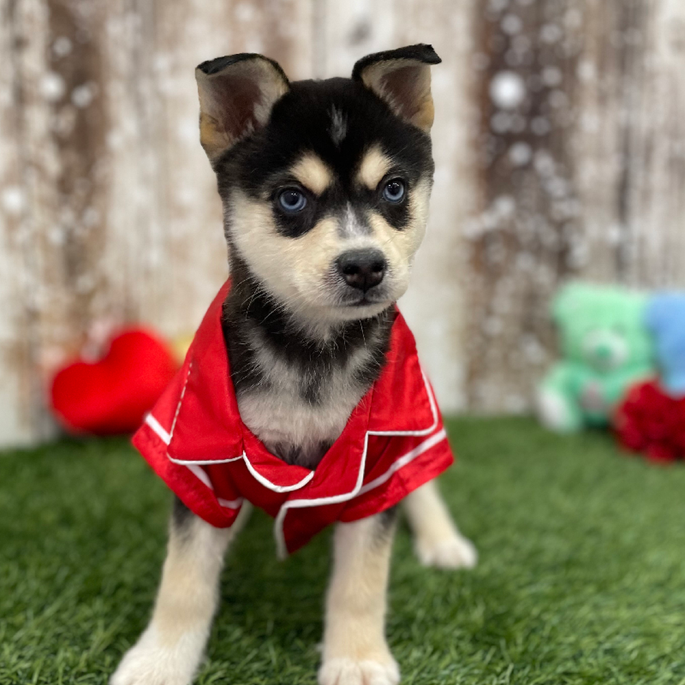 Male Alaskan Klee Kai Puppy for Sale in Braintree, MA