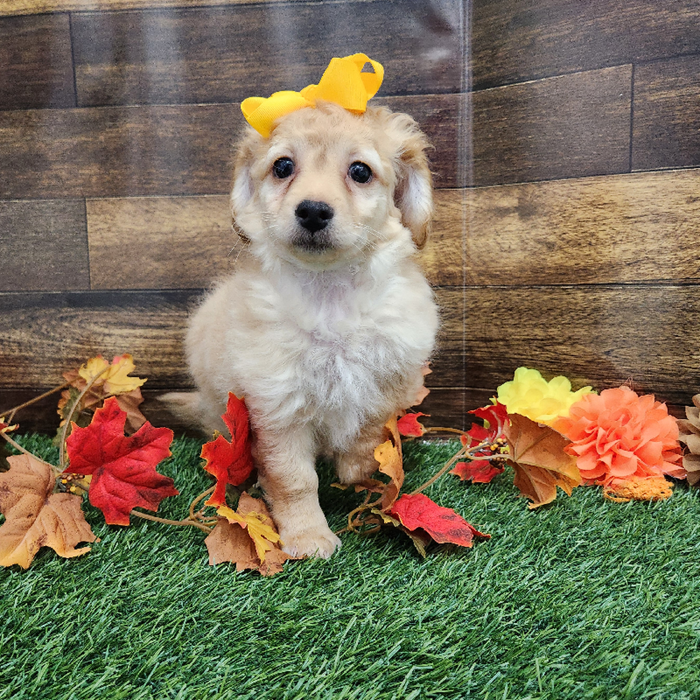 Female Cockapoo 2nd Gen Puppy for Sale in Braintree, MA