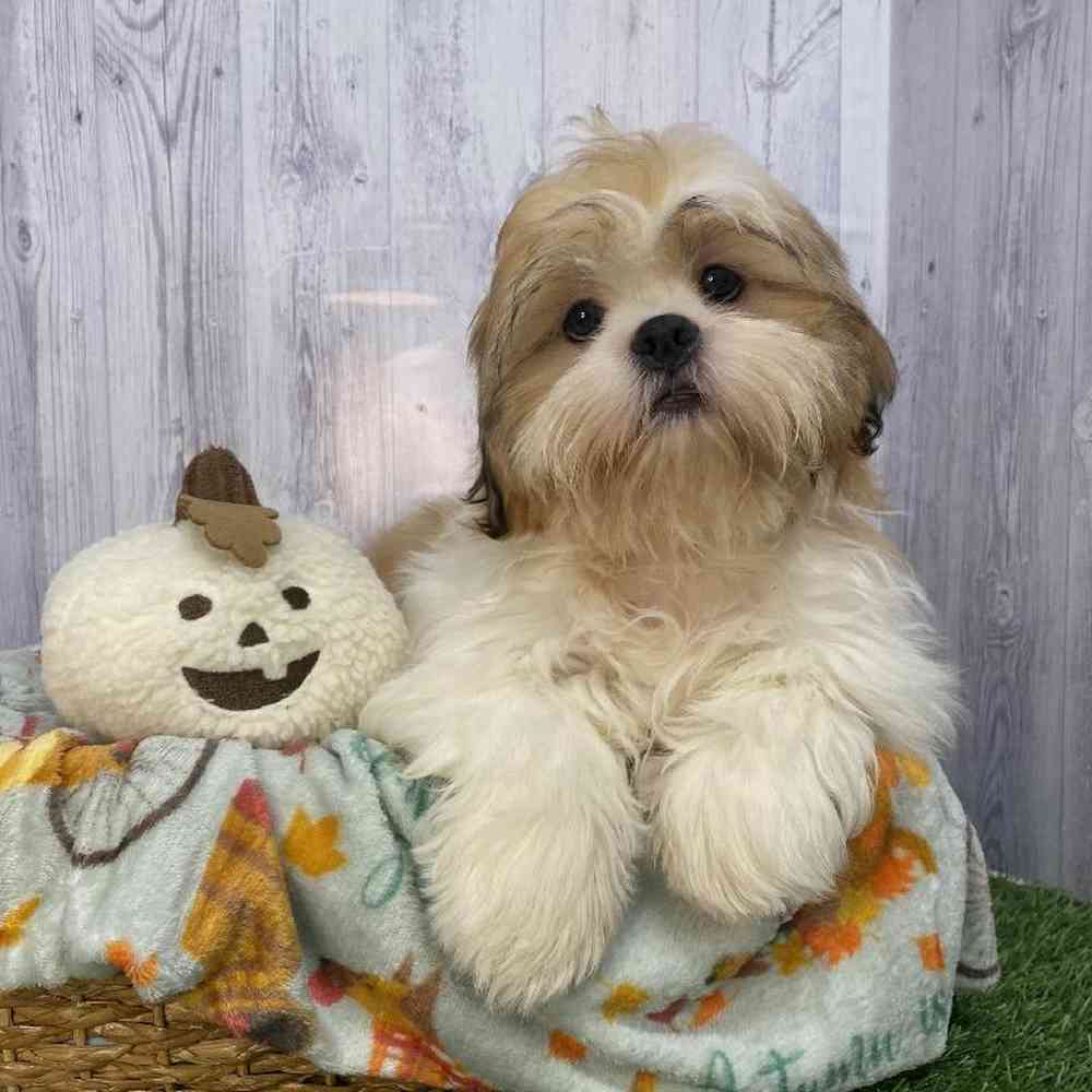 Male Shih Tzu Puppy for Sale in Saugus, MA