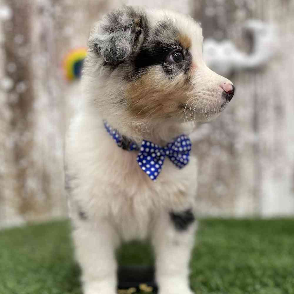 Male Australian Shepherd Puppy for Sale in Braintree, MA