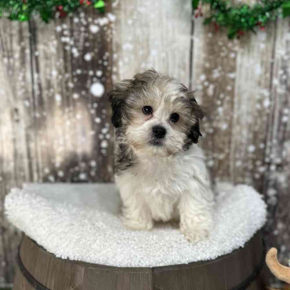 Male Teddy Bear (Zuchon) Puppy for Sale in Saugus, MA