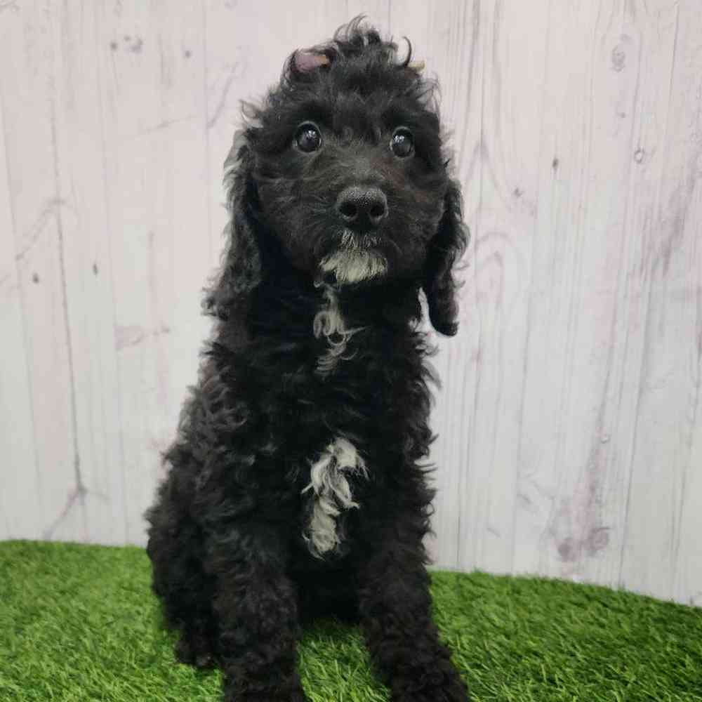 Female Mini Goldendoodle 2nd Gen Puppy for Sale in Braintree, MA