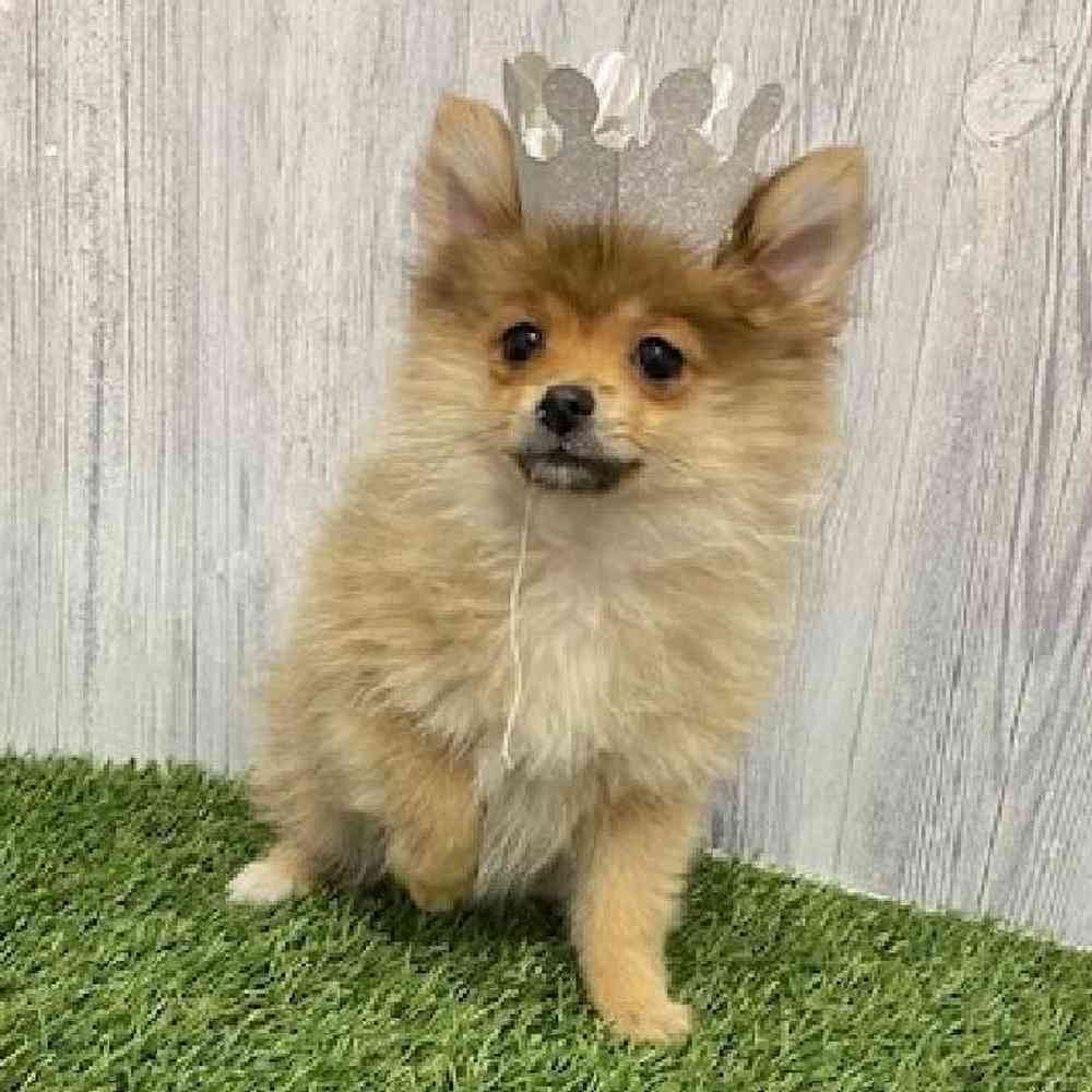 Female Pomeranian Puppy for Sale in Braintree, MA