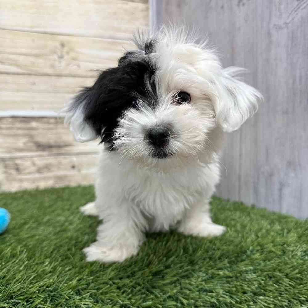 Coton De Tulear For Sale Pet Express Saugus