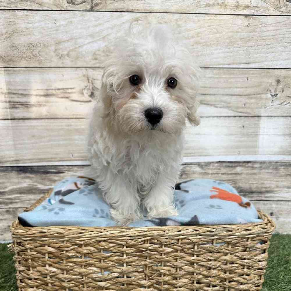 Male Schnoodle Puppy for Sale in Saugus, MA