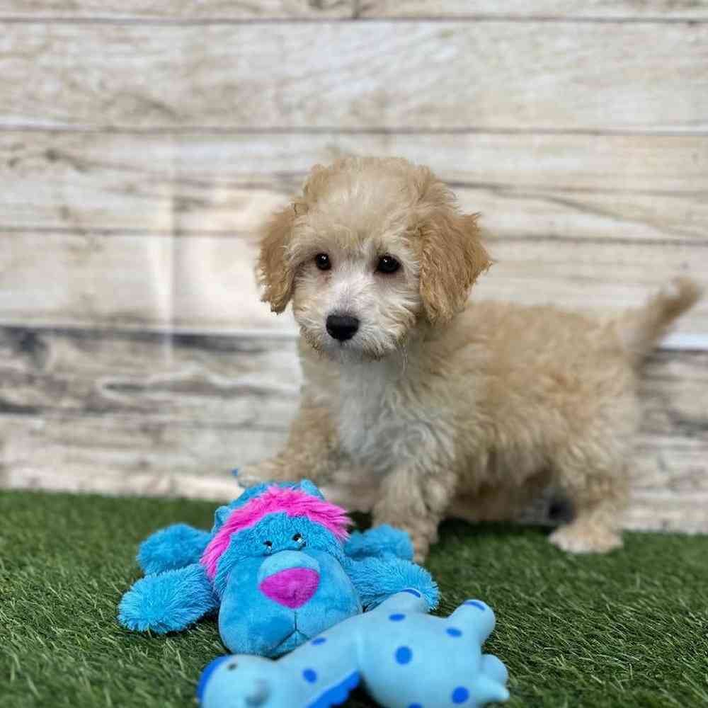 Male Cavachon Puppy for Sale in Saugus, MA