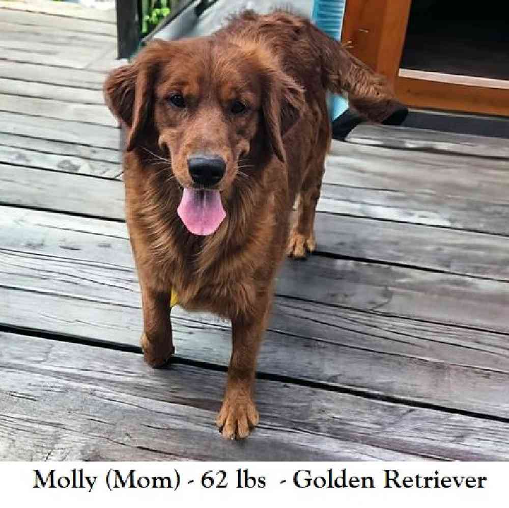 Female Golden Retriever Puppy for Sale in Braintree, MA