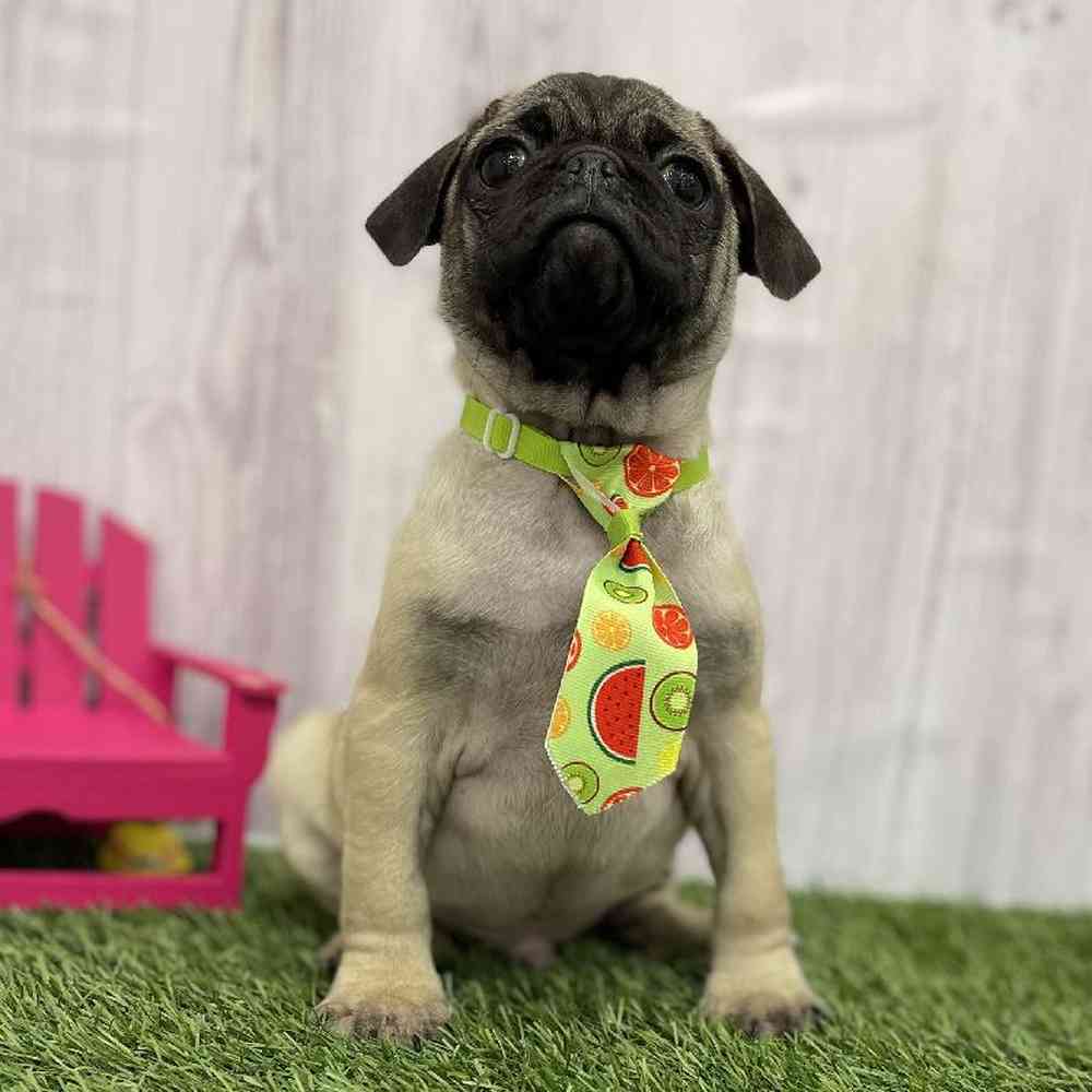 Male Pug Puppy for Sale in Braintree, MA