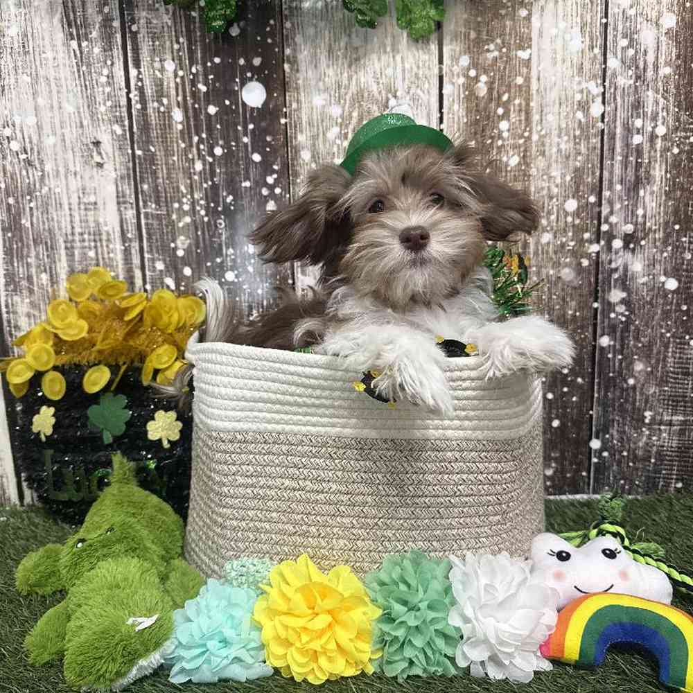 Male Havanese Puppy for Sale in Saugus, MA