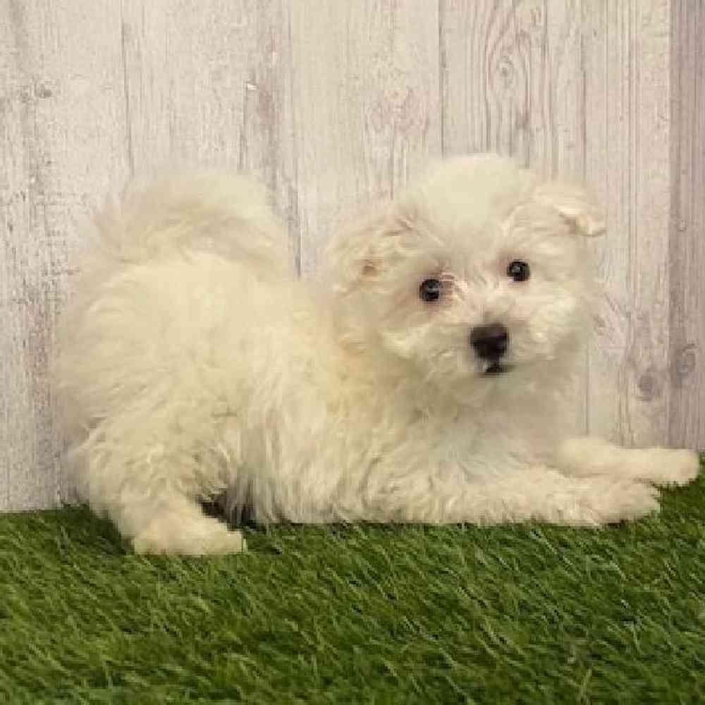 Male Bichon Frise Puppy for sale