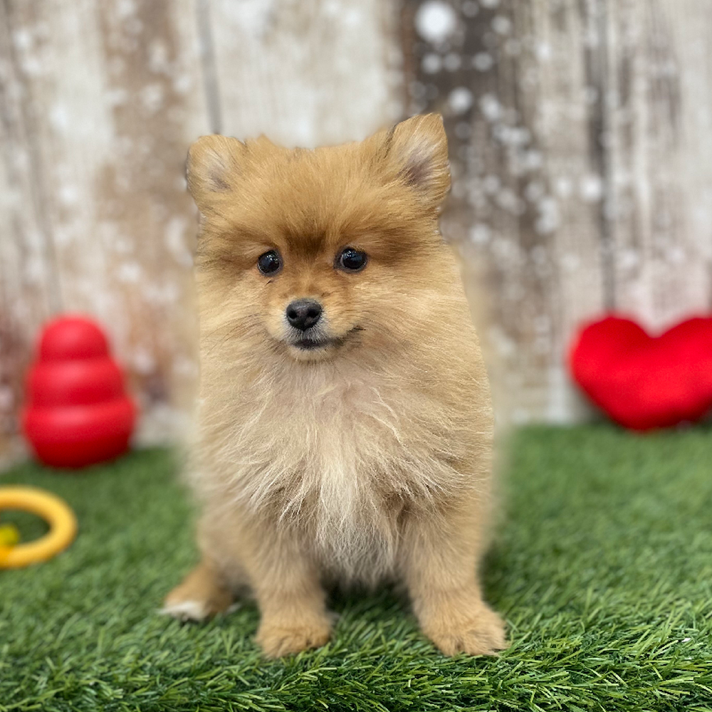 Female Pomeranian Puppy for Sale in Braintree, MA
