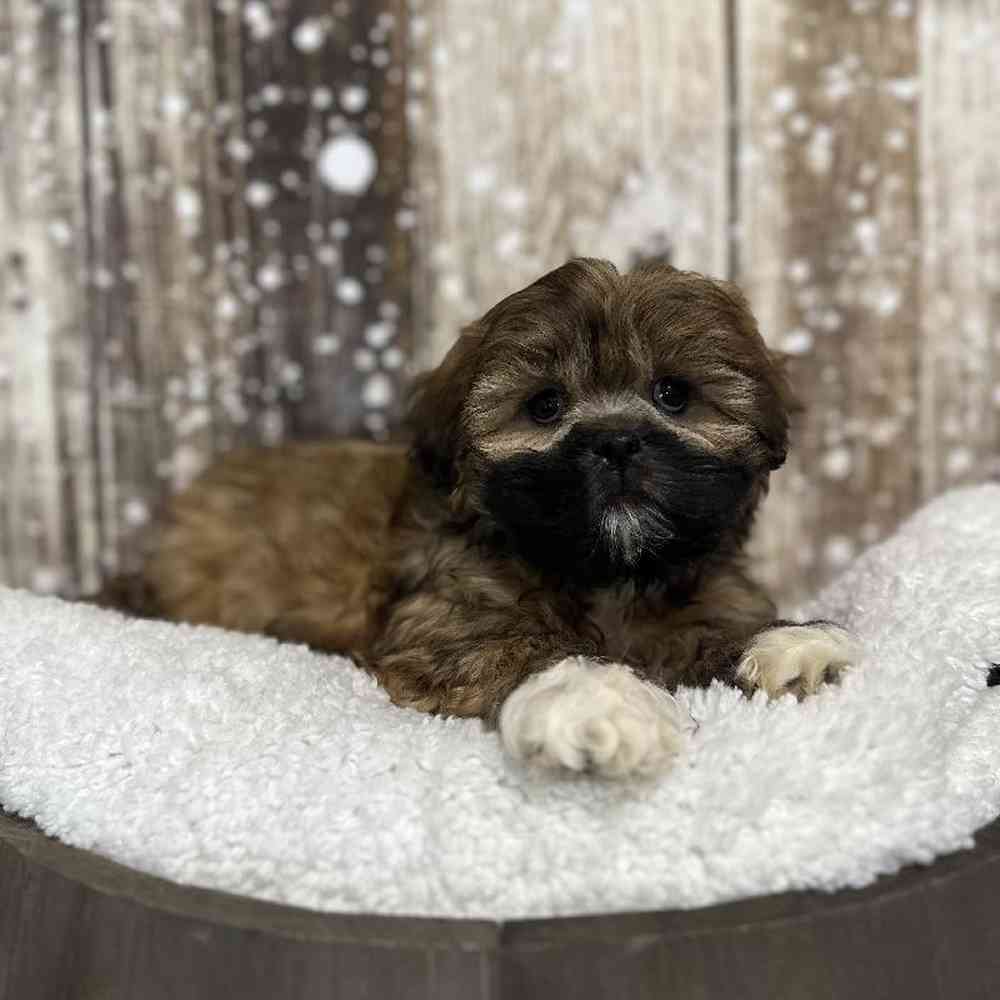 Female Lhasa Apso Puppy for Sale in Saugus, MA