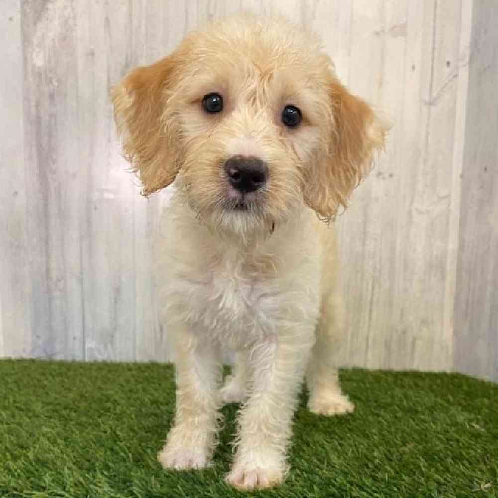 Female Mini Labradoodle Puppy for sale