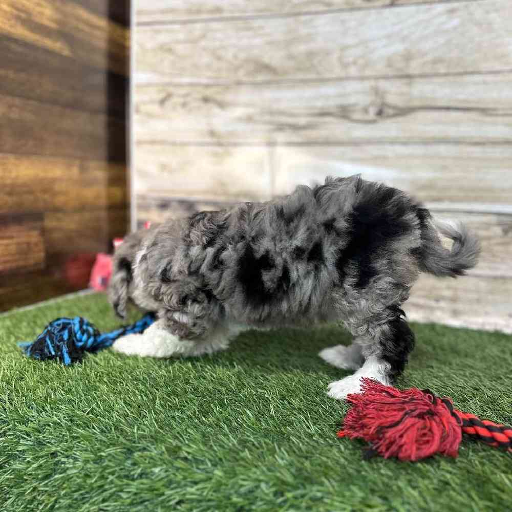 Female Mini Sheepadoodle 2nd Gen Puppy for Sale in Saugus, MA