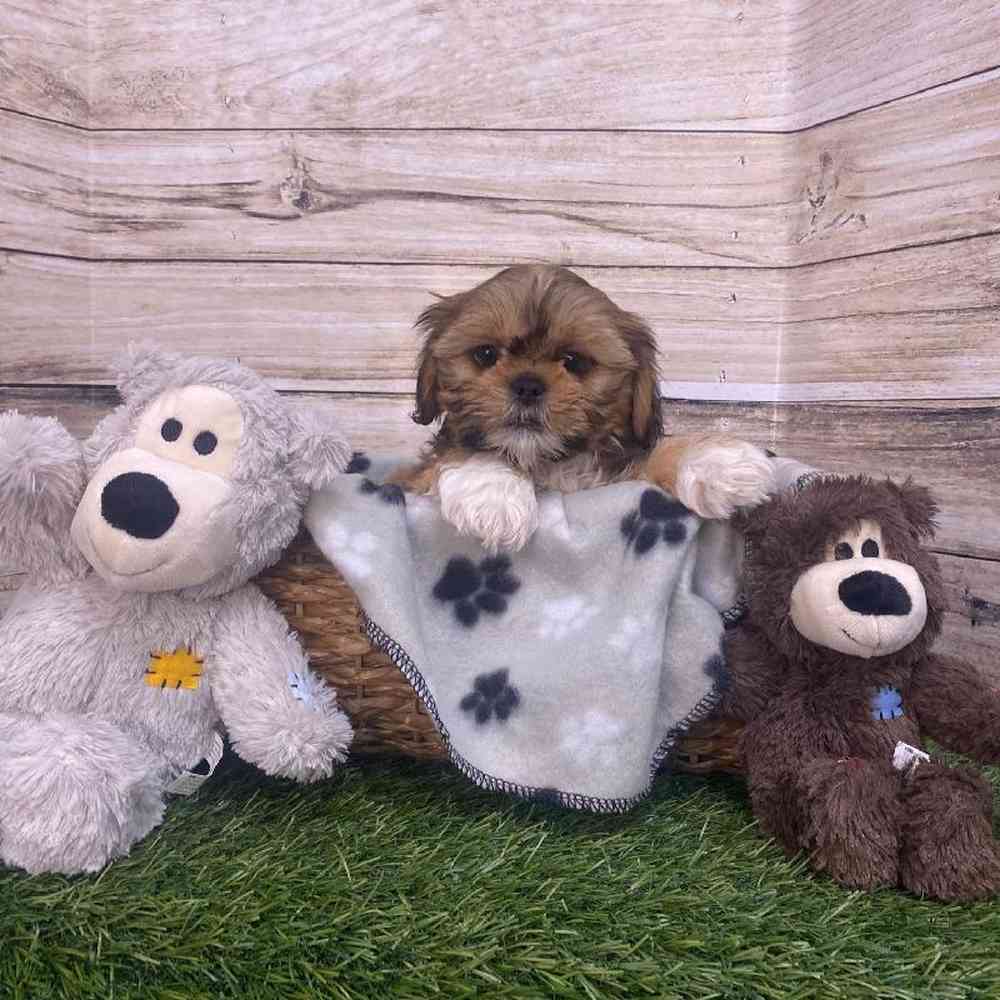 Female Shih-Apso Puppy for Sale in Saugus, MA