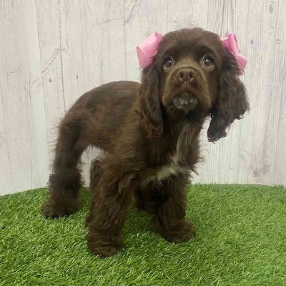 Chocolate cocker spaniel puppies for sale near me 2025