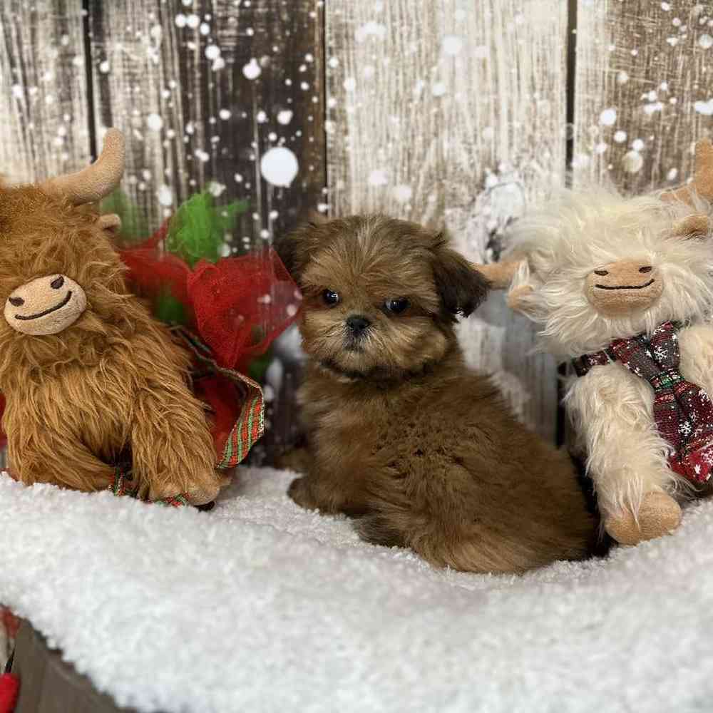 Male Shih Tzu Puppy for Sale in Saugus, MA