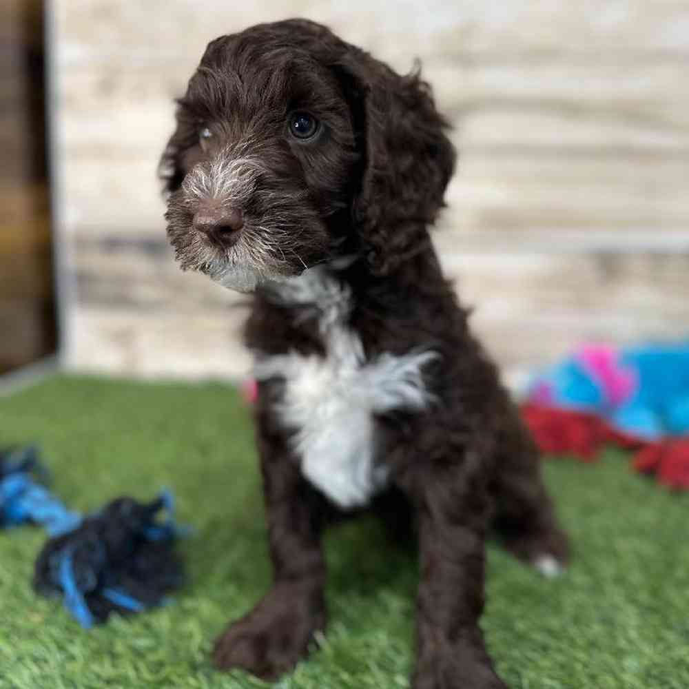 Male Mini Labradoodle 2nd Gen Puppy for Sale in Saugus, MA