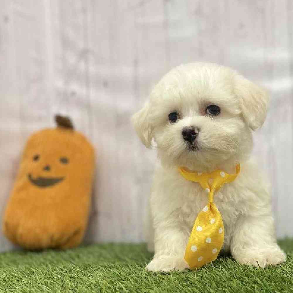Male Coton De Tulear Puppy for Sale in Braintree, MA