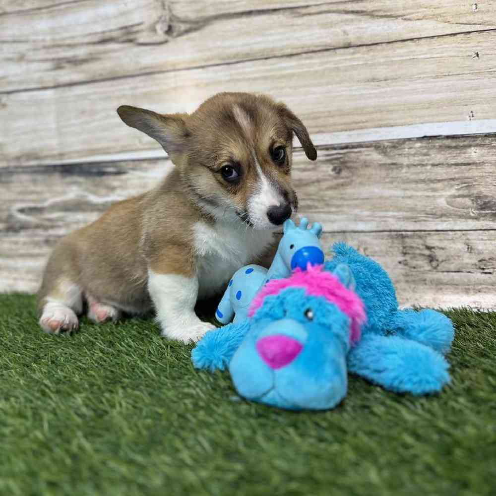 Male Pembroke Welsh Corgi Puppy for Sale in Saugus, MA