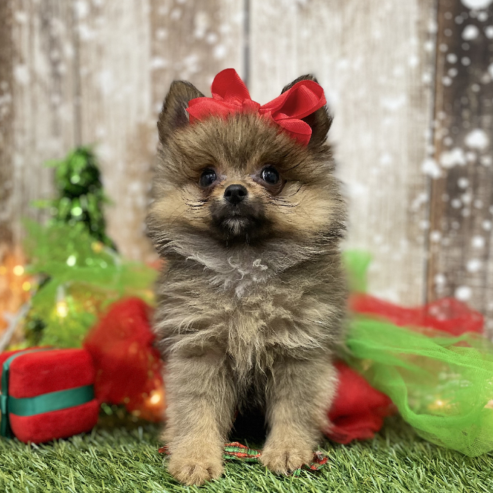 Female Pomeranian Puppy for Sale in Braintree, MA