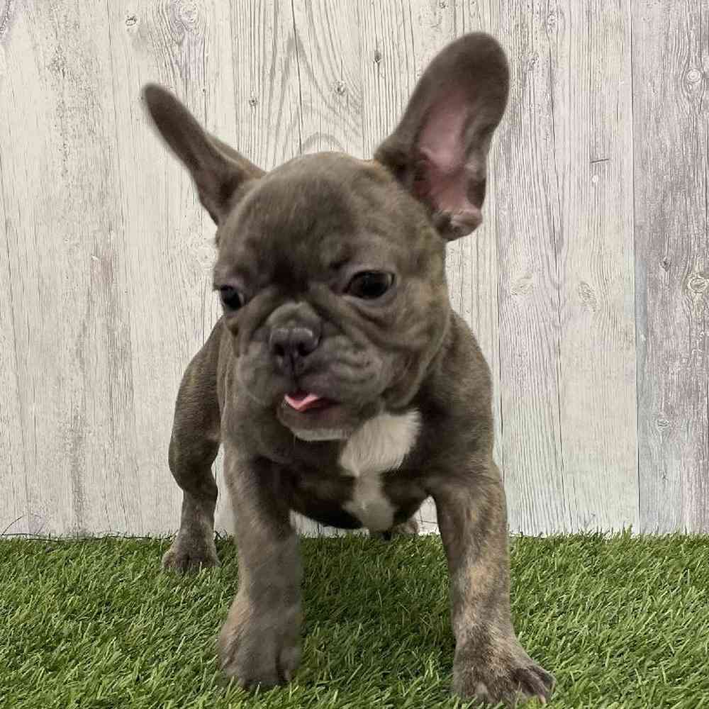 Female French Bulldog Puppy for Sale in Braintree, MA