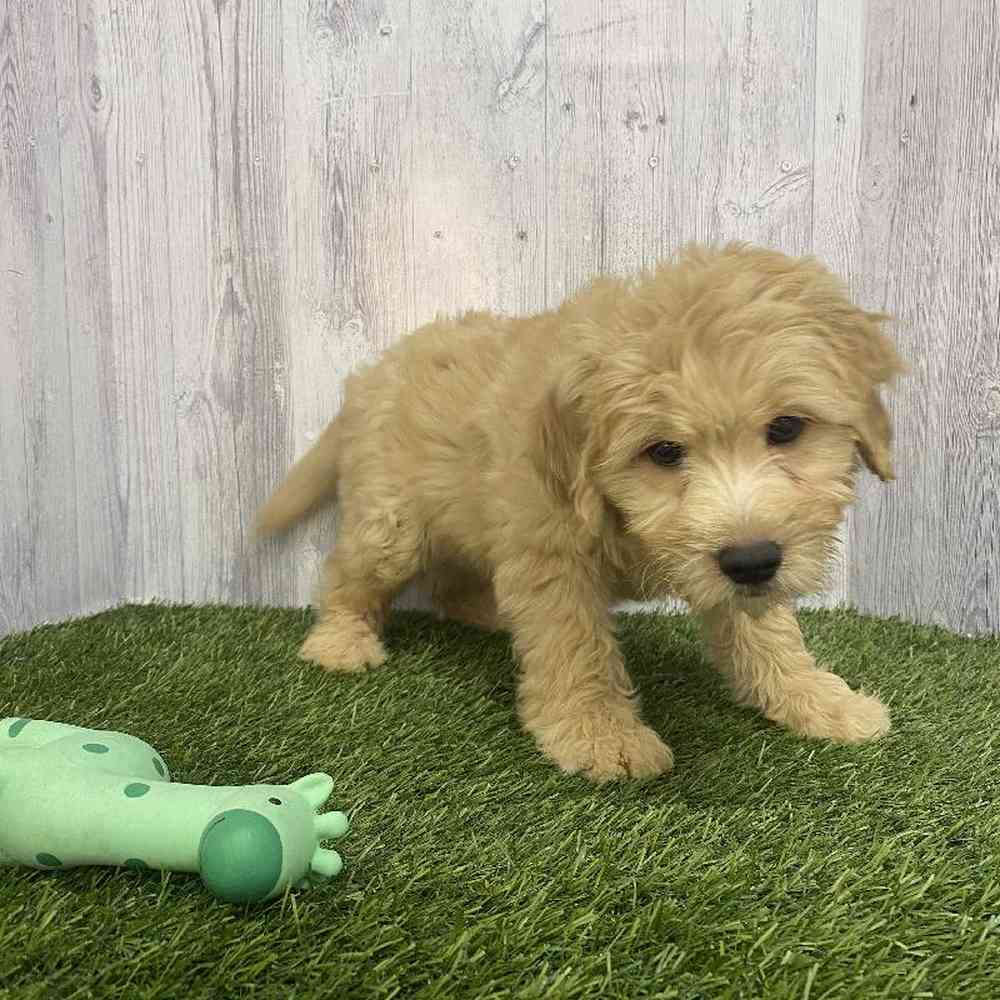 Female Mini Goldendoodle Puppy for Sale in Saugus, MA