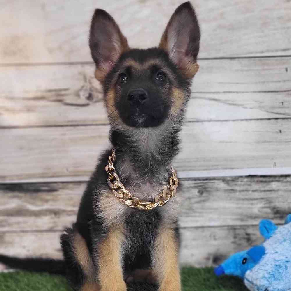 Male German Shepherd Dog Puppy for Sale in Saugus, MA