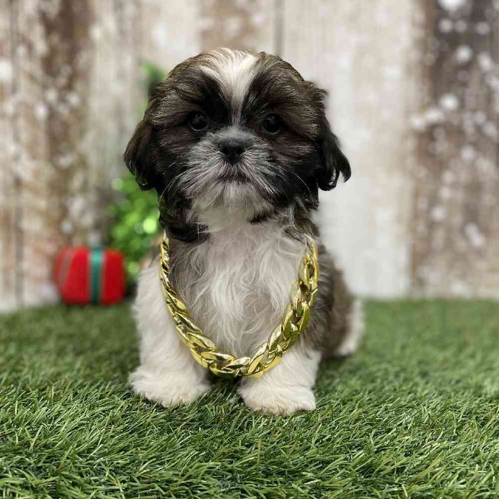 Male Shih Tzu Puppy for Sale in Braintree, MA