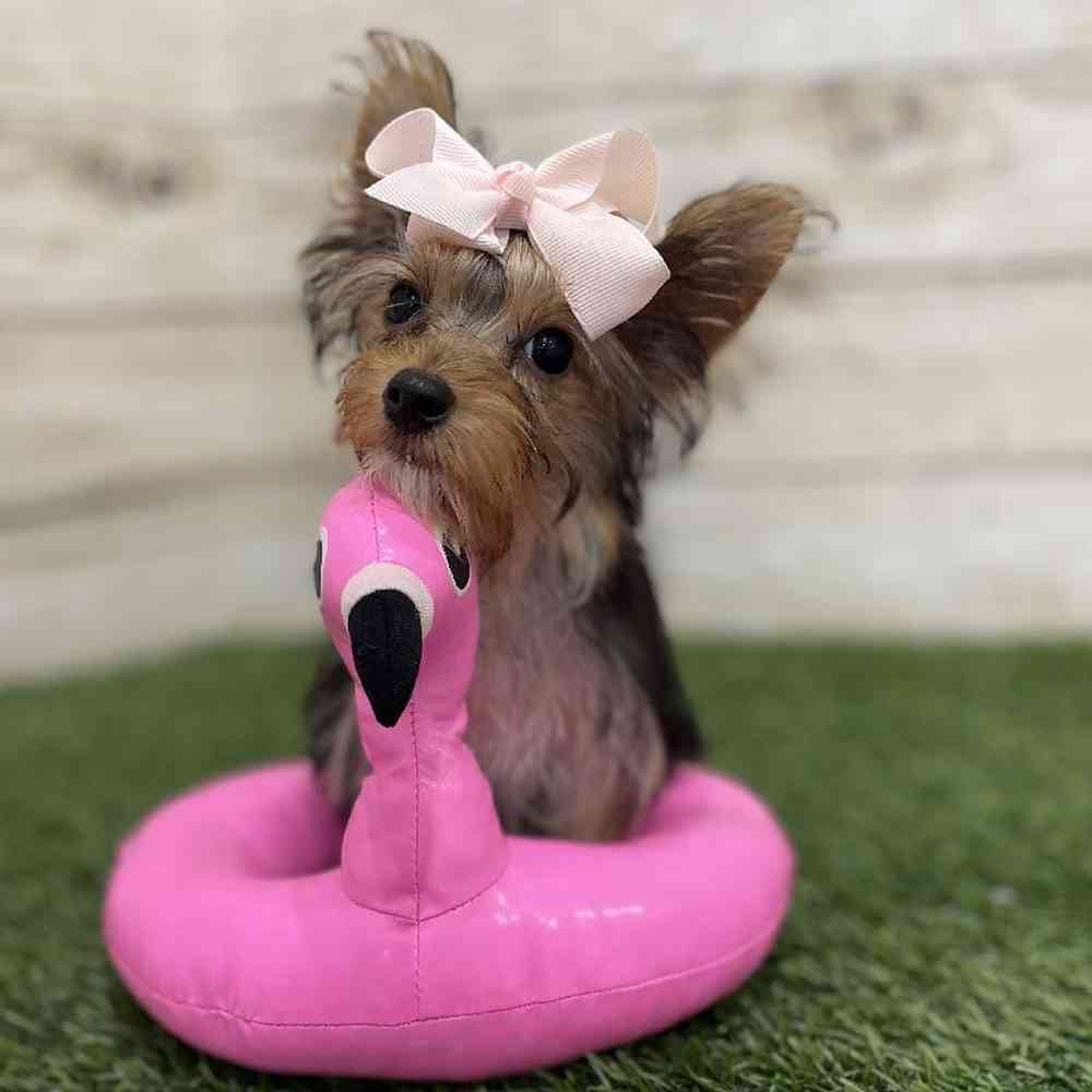 Female Yorkshire Terrier Puppy for Sale in Braintree, MA