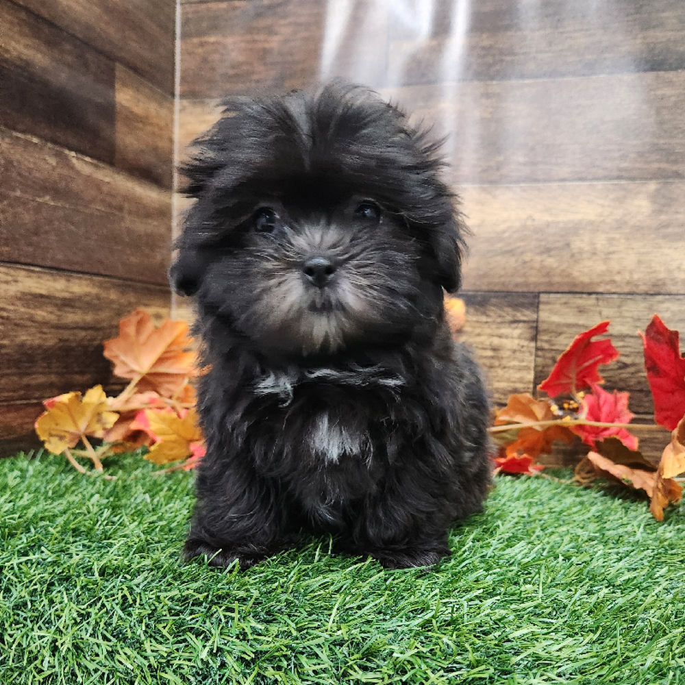 Female Malshi Puppy for Sale in Braintree, MA