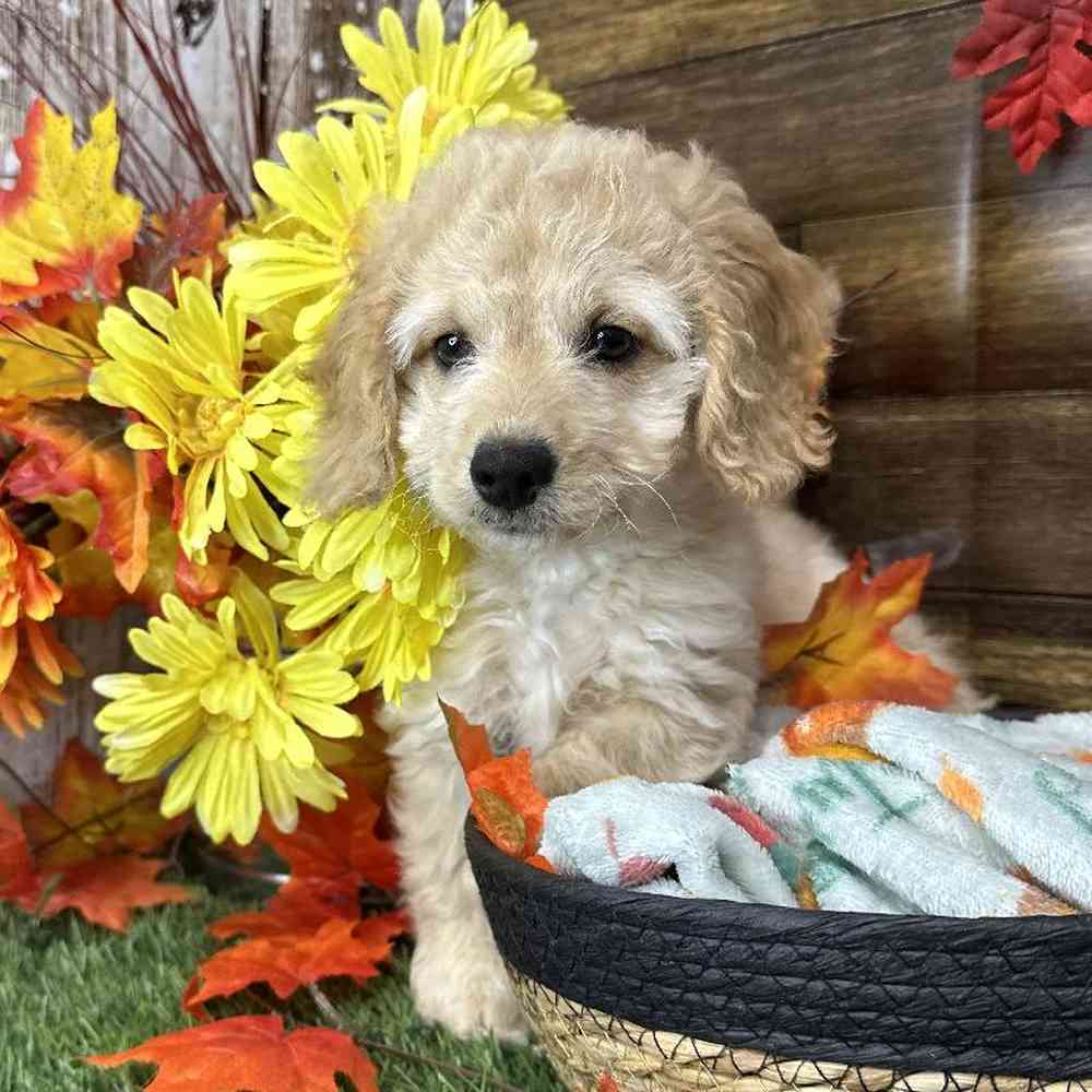 Male Cockapoo 2nd Gen Puppy for Sale in Saugus, MA