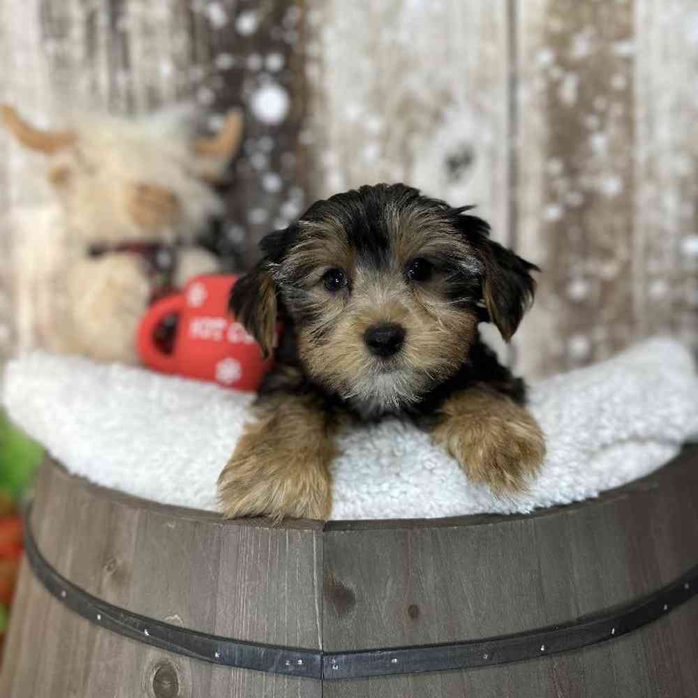 Male Yorkshire Terrier Puppy for Sale in Saugus, MA