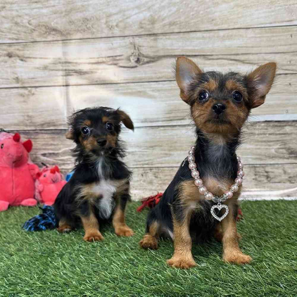 Female Chorkie Puppy for Sale in Saugus, MA
