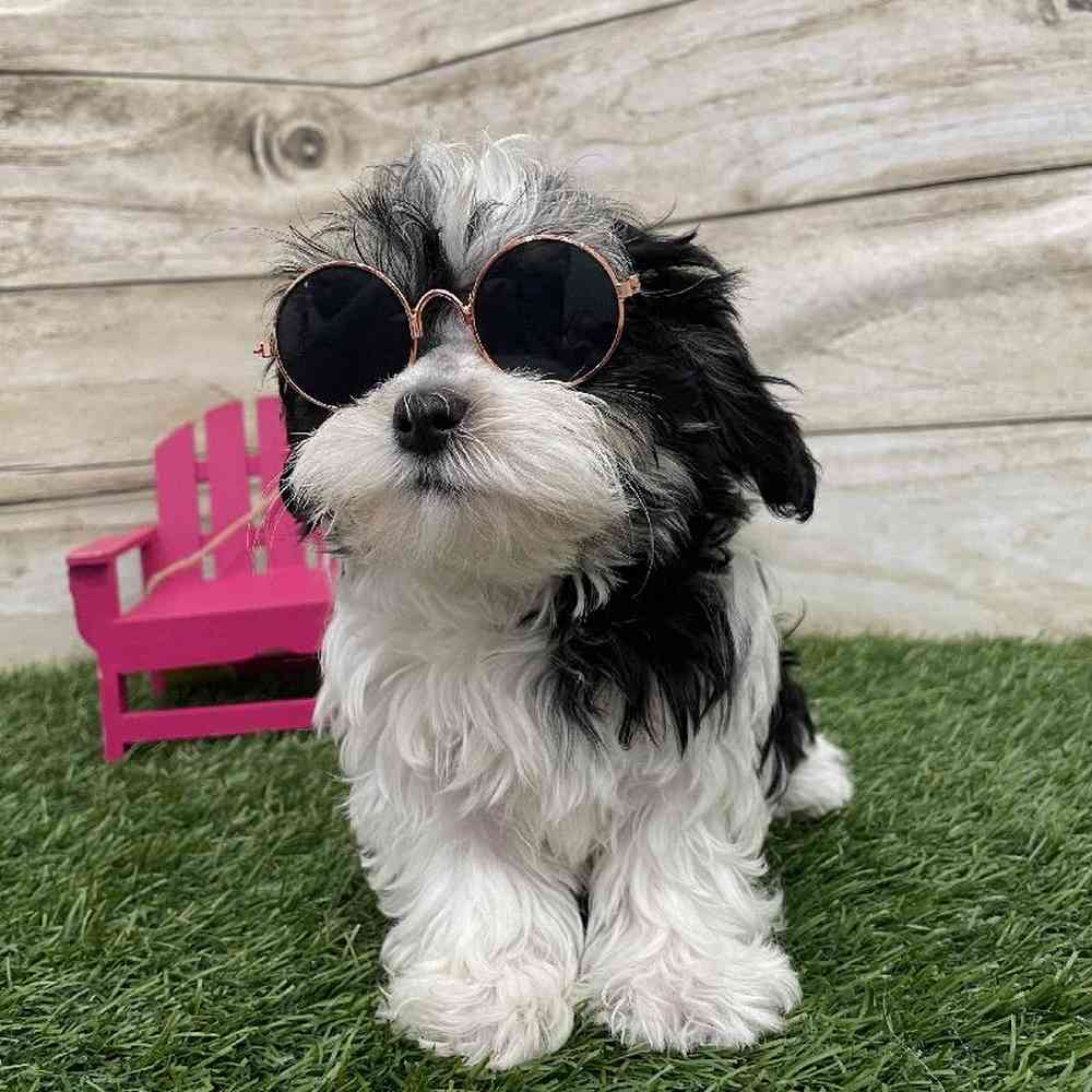 Female Havamalt Puppy for Sale in Braintree, MA