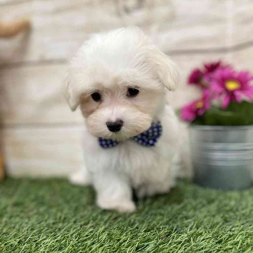 Male Maltese Puppy for Sale in Braintree, MA