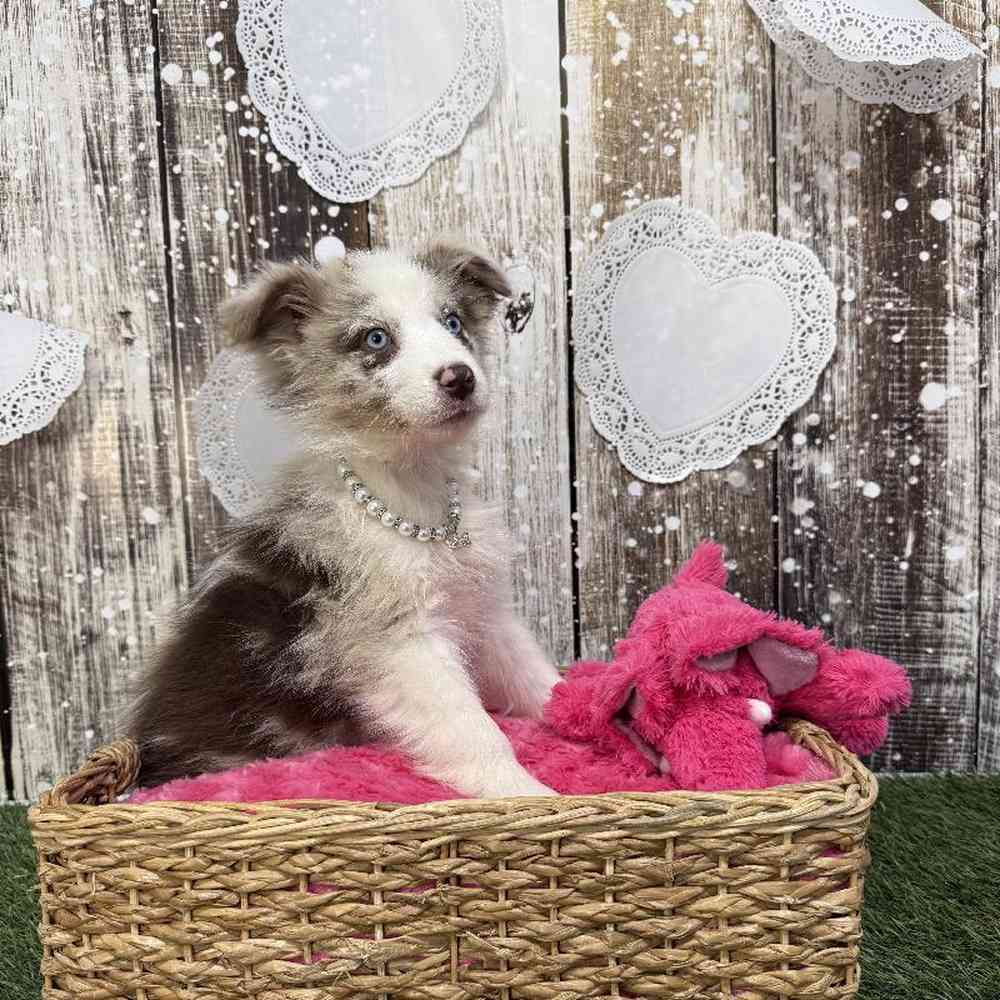 Female Miniature Australian Shepherd Puppy for Sale in Saugus, MA
