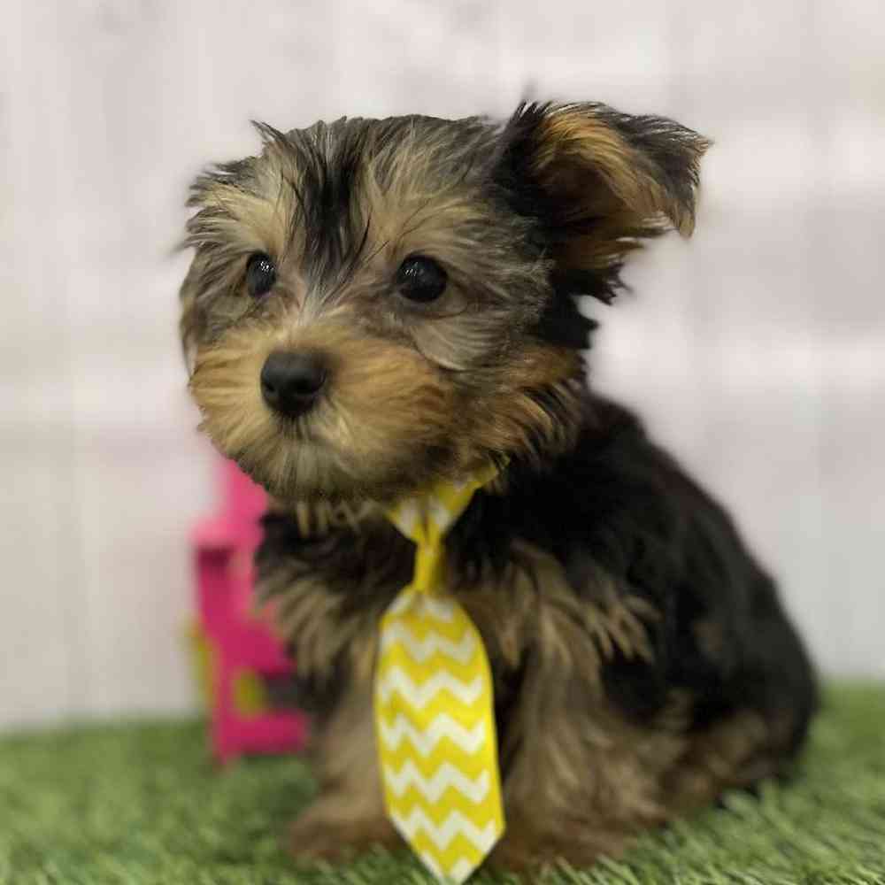 Male Yorkshire Terrier Puppy for Sale in Braintree, MA