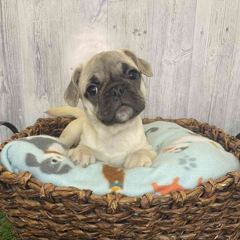 Female Frug Puppy for Sale in Saugus, MA